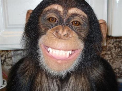 cute monkey smiling